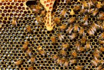 honeycomb-close-up-detail-honey-bee-56876